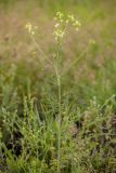 Sisymbrium altissimum