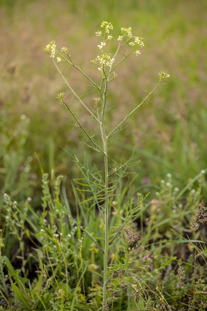 Image of Sisymbrium altissimum specimen.