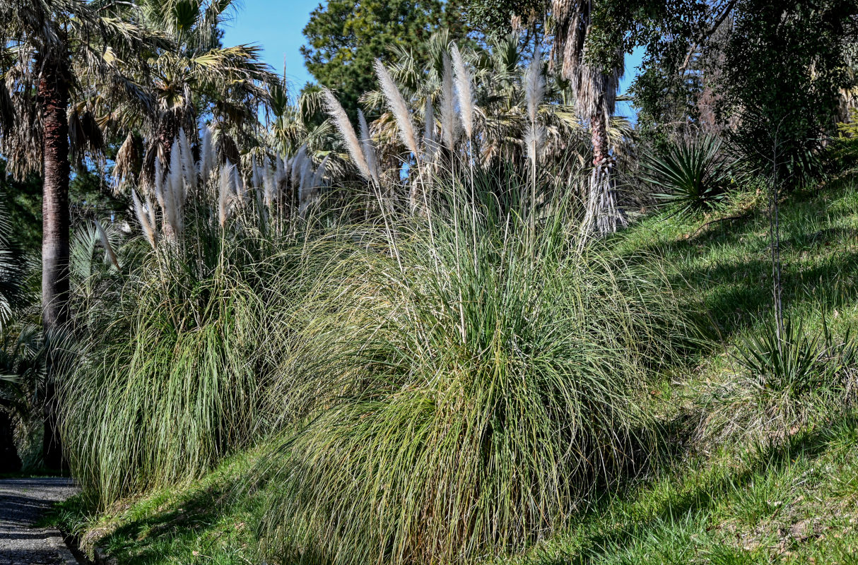 Изображение особи Cortaderia selloana.