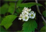 Crataegus submollis. Соцветие. Московская обл., Раменский р-н, окр. дер. Хрипань, садовый участок. 21.05.2025.