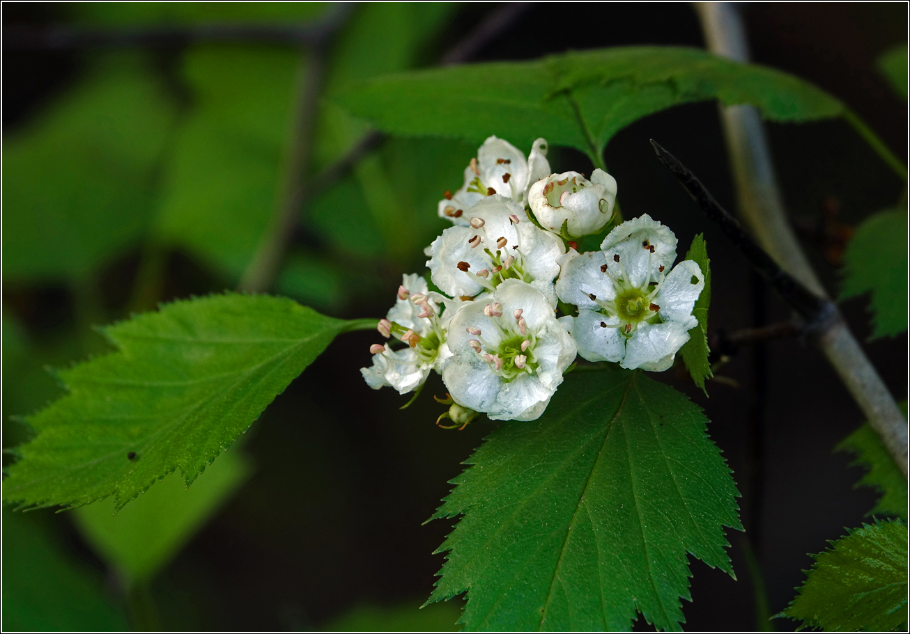 Изображение особи Crataegus submollis.
