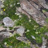 Trifolium polyphyllum. Цветущие растения. Карачаево-Черкесия, Домбай, гора Мусса-Ачитара, ≈ 2900 м н.у.м., каменистый склон. 12.07.2015.