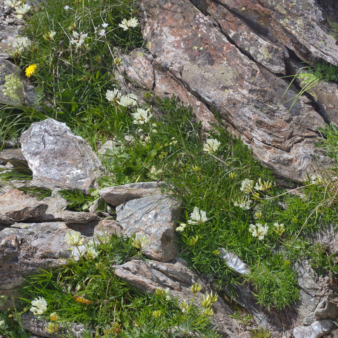 Image of Trifolium polyphyllum specimen.