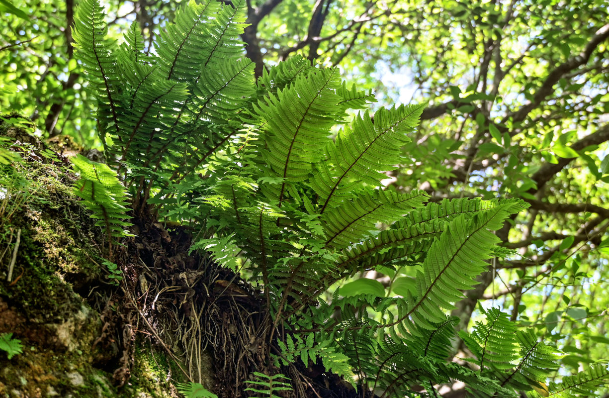 Image of Dryopteris wallichiana specimen.