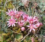 Sempervivum pumilum
