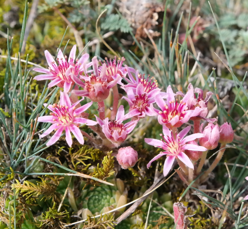 Image of Sempervivum pumilum specimen.