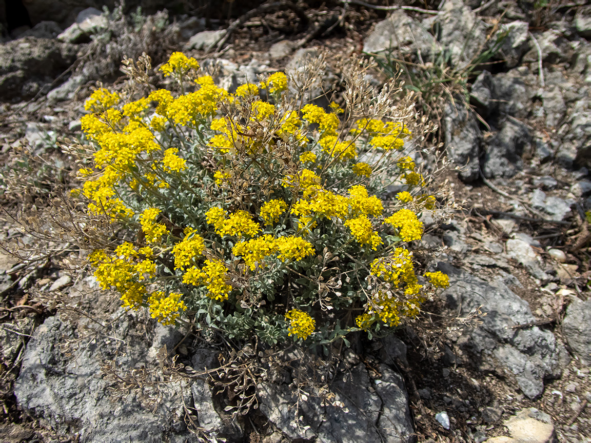 Image of genus Odontarrhena specimen.