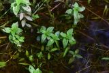 род Mentha