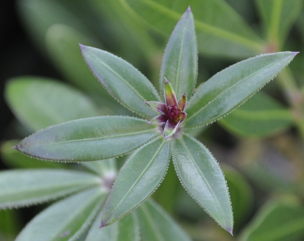 Image of genus Galium specimen.