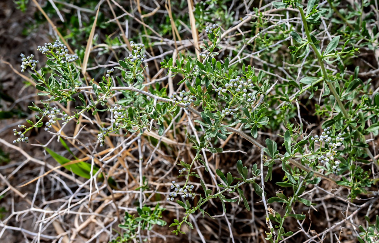 Изображение особи Nitraria sibirica.