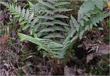Dryopteris filix-mas. Вегетирующие растения. Московская обл., Раменский р-н, окр. ж.-д. платформы Хрипань, просека в смешанном лесу. 30.05.2025.