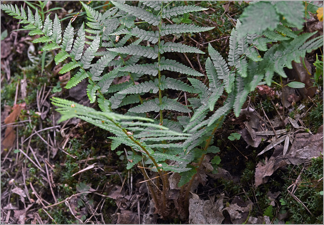 Image of Dryopteris filix-mas specimen.