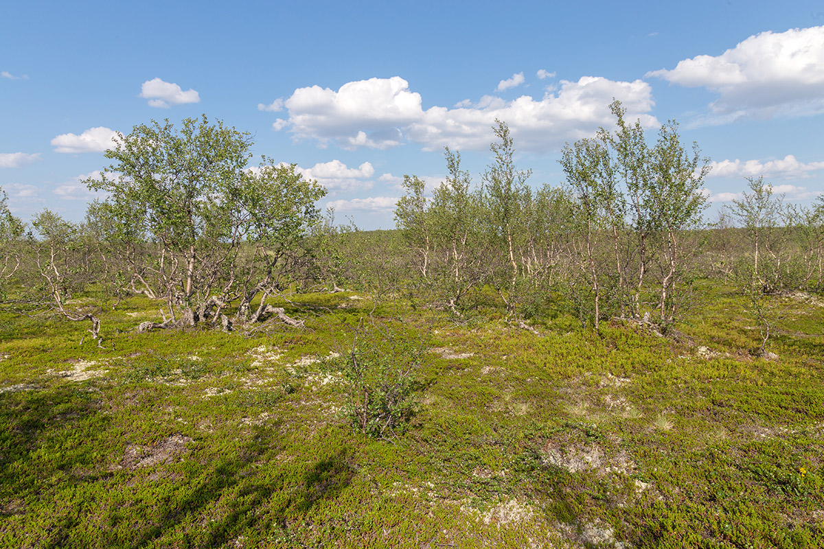 Изображение особи Betula czerepanovii.