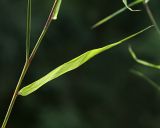 Image of taxon representative. Author is Вера Волкотруб