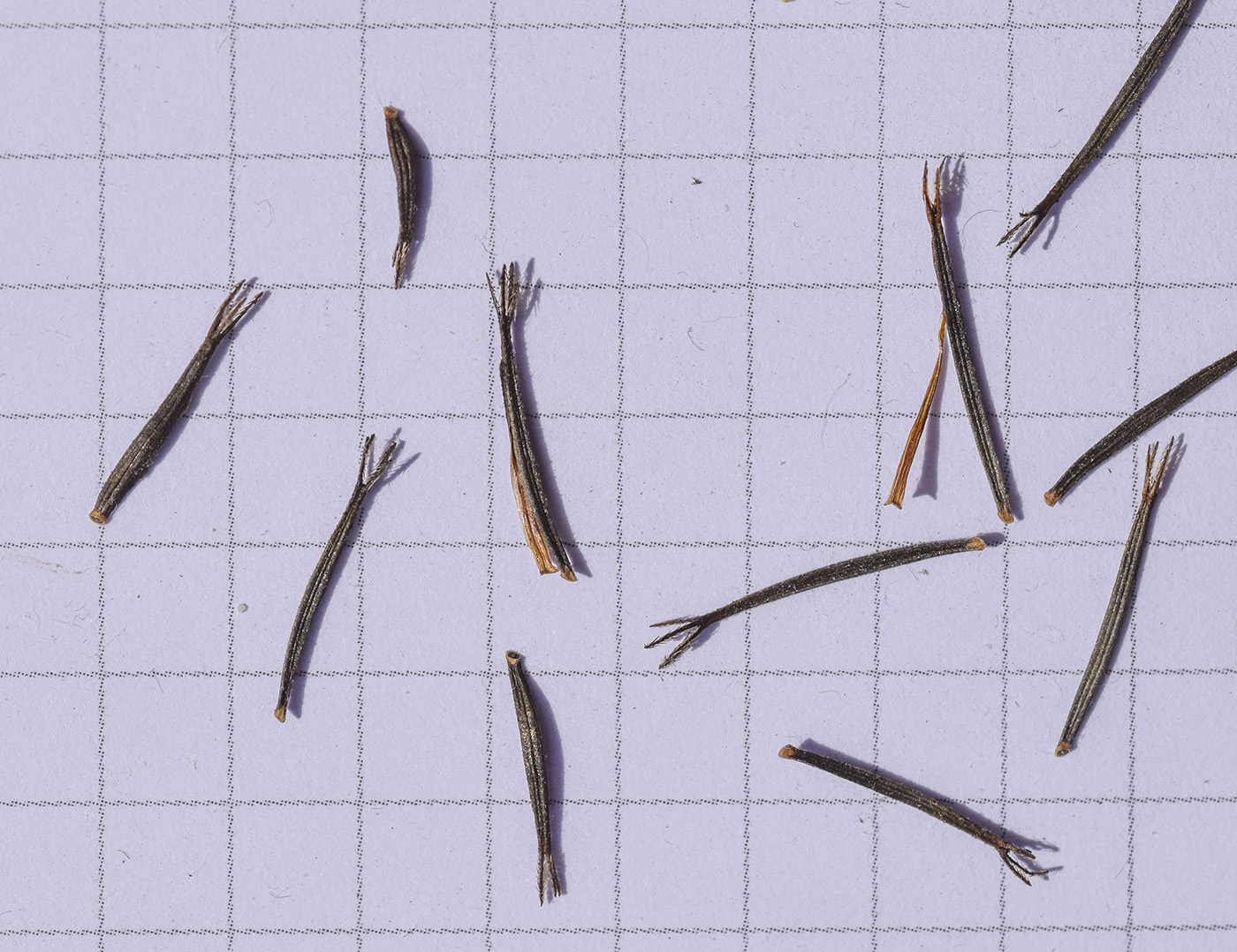 Image of Bidens subalternans specimen.