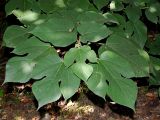 Broussonetia papyrifera. Вершина побега с листьями. Краснодарский Край, г. Адлер, парк \"Южные культуры\". 12.09.2023.