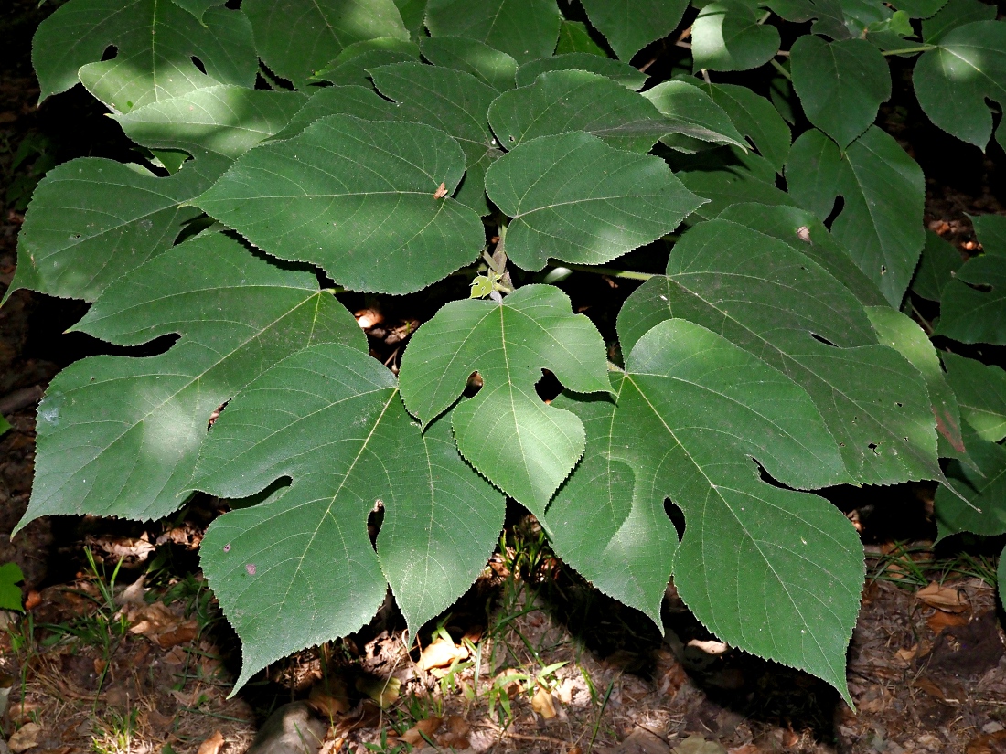 Изображение особи Broussonetia papyrifera.