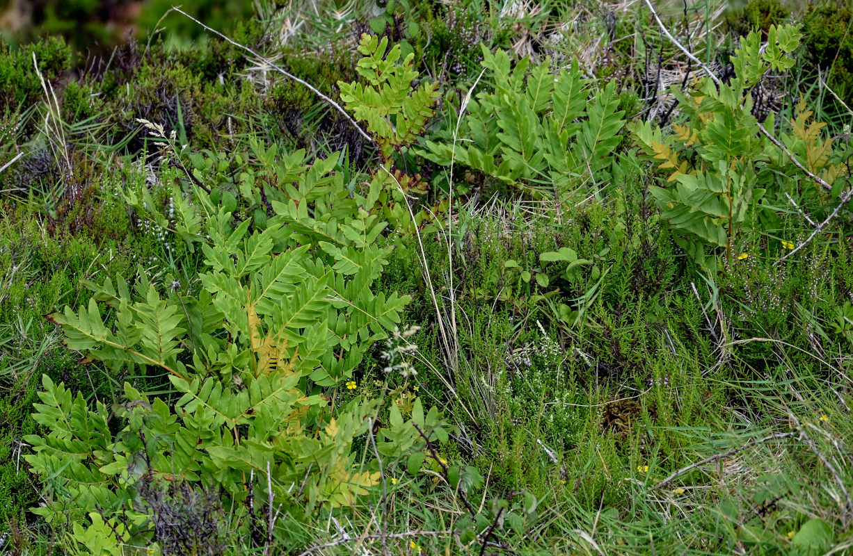 Image of Osmunda japonica specimen.