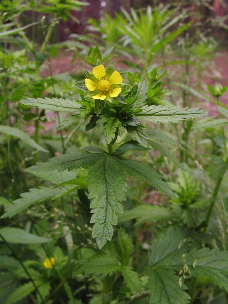 Image of Potentilla norvegica specimen.