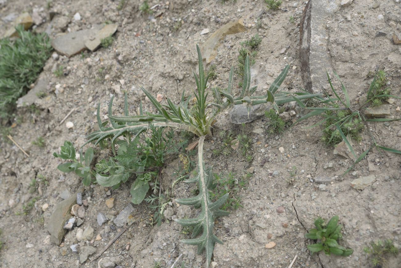 Изображение особи семейство Asteraceae.