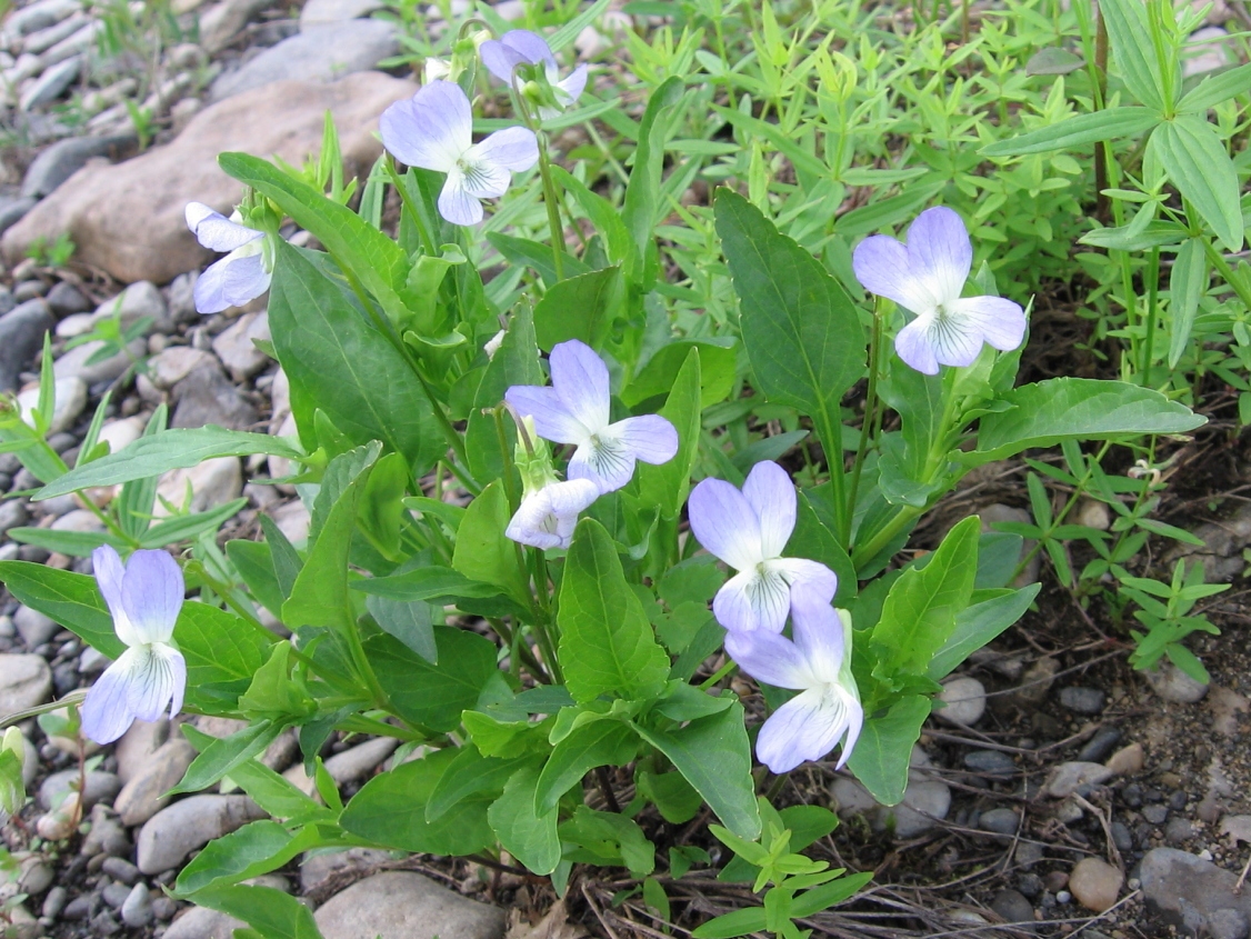 Image of Viola stagnina specimen.