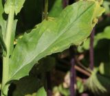 Cardaria draba. Лист с повреждениями в нижней части растения. Белгородская обл., Ракитянский р-н, ст. Готня, пустошь у железнодорожной насыпи. 9 мая 2022 г.