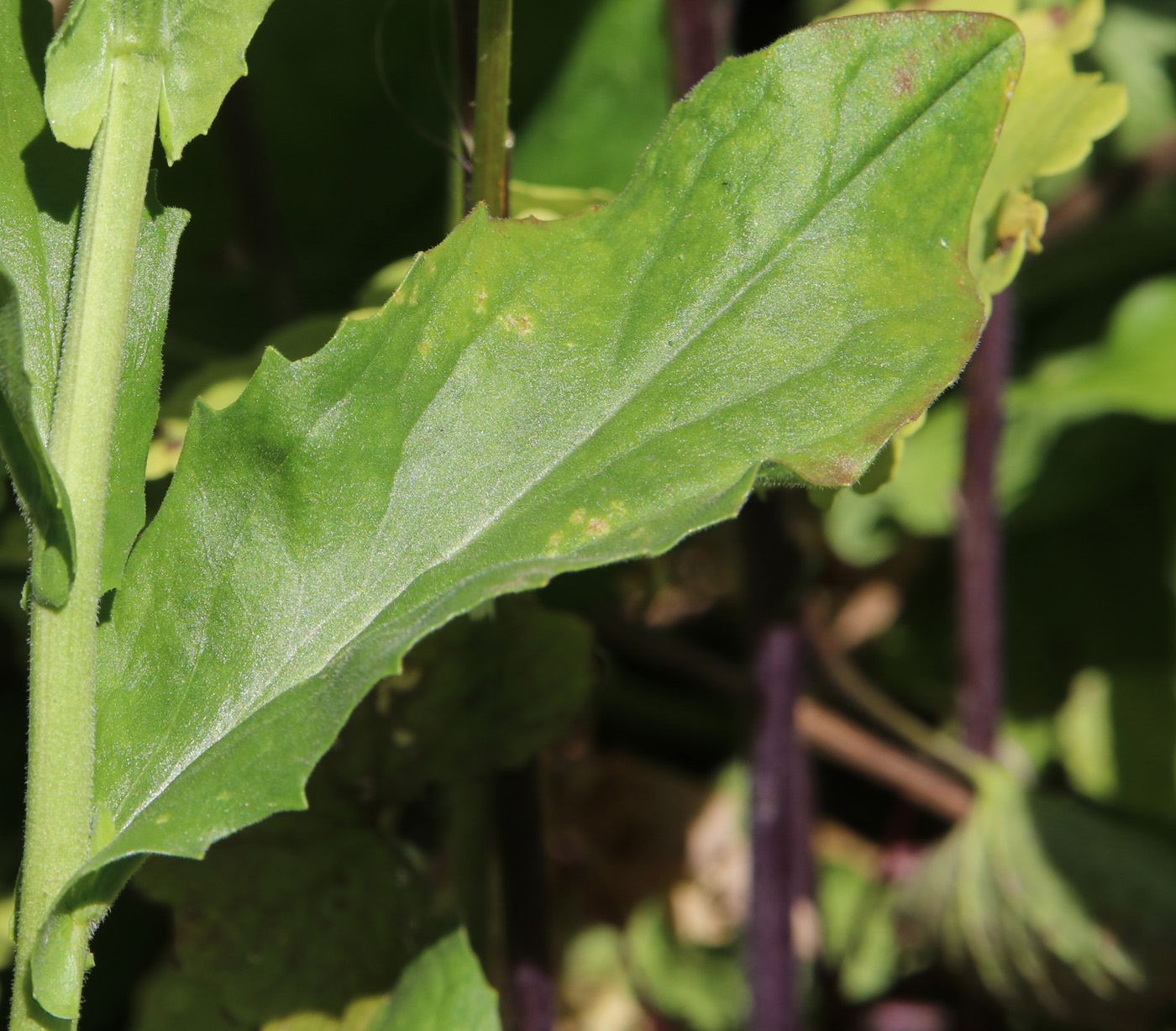 Изображение особи Cardaria draba.