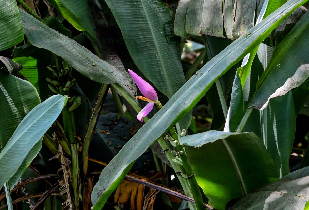 Изображение особи Musa ornata.