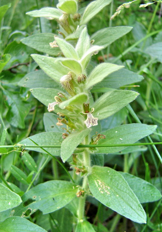 Image of Ajuga laxmannii specimen.