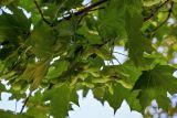 Acer platanoides
