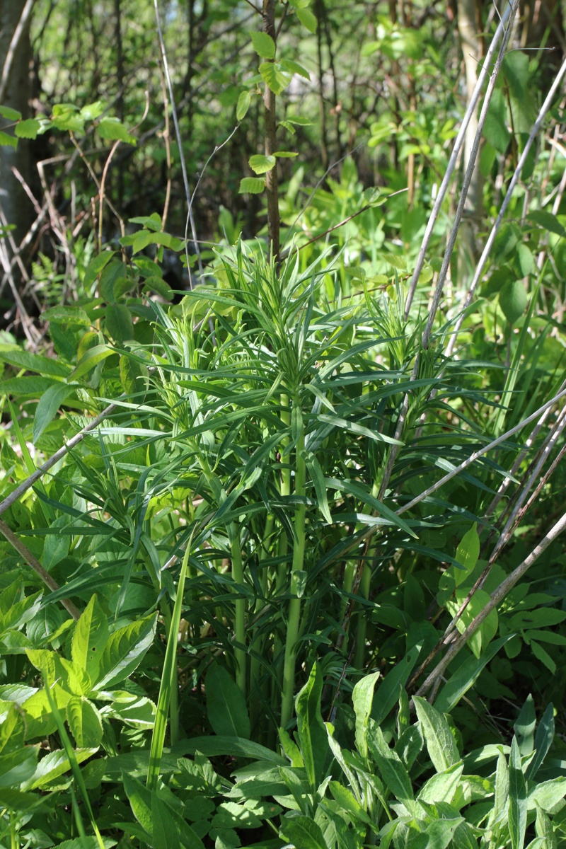 Изображение особи Lithospermum officinale.
