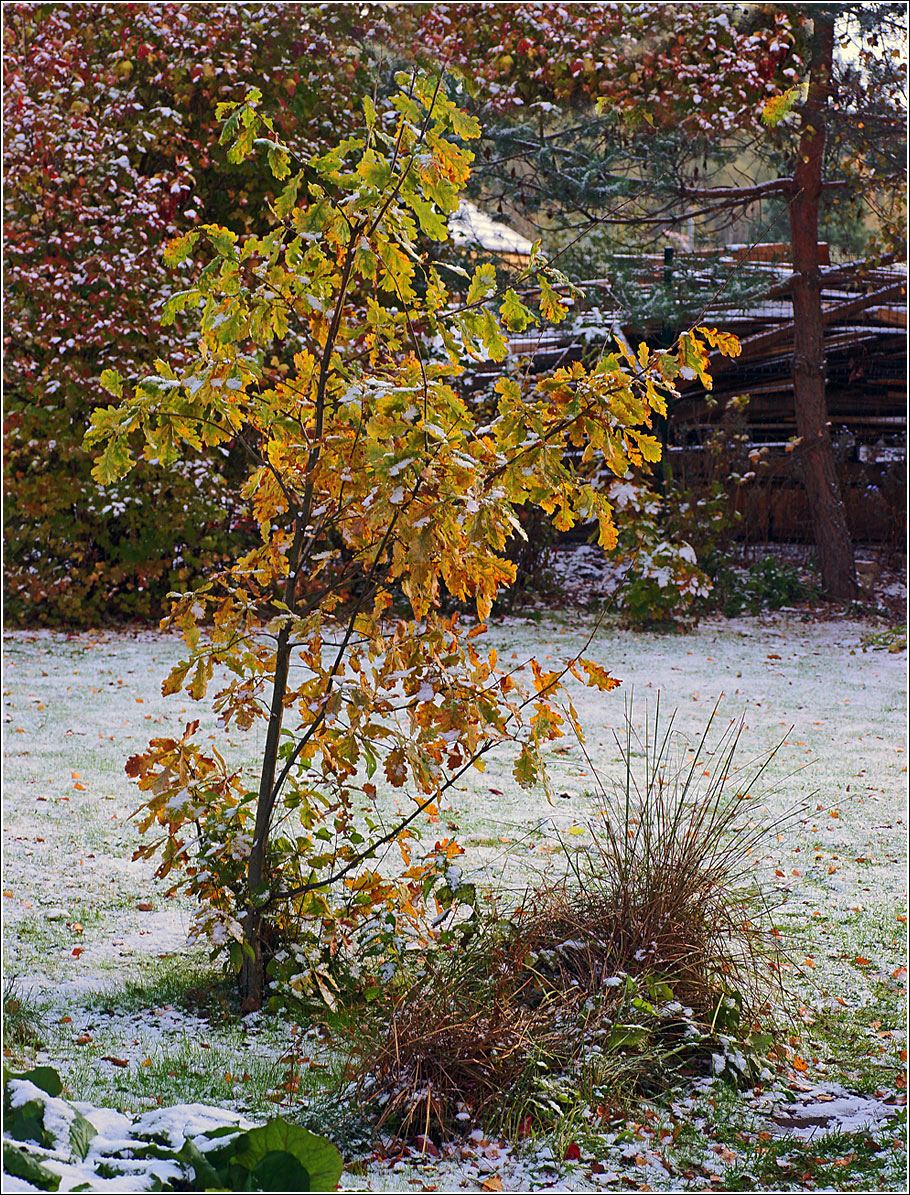 Изображение особи Quercus robur.