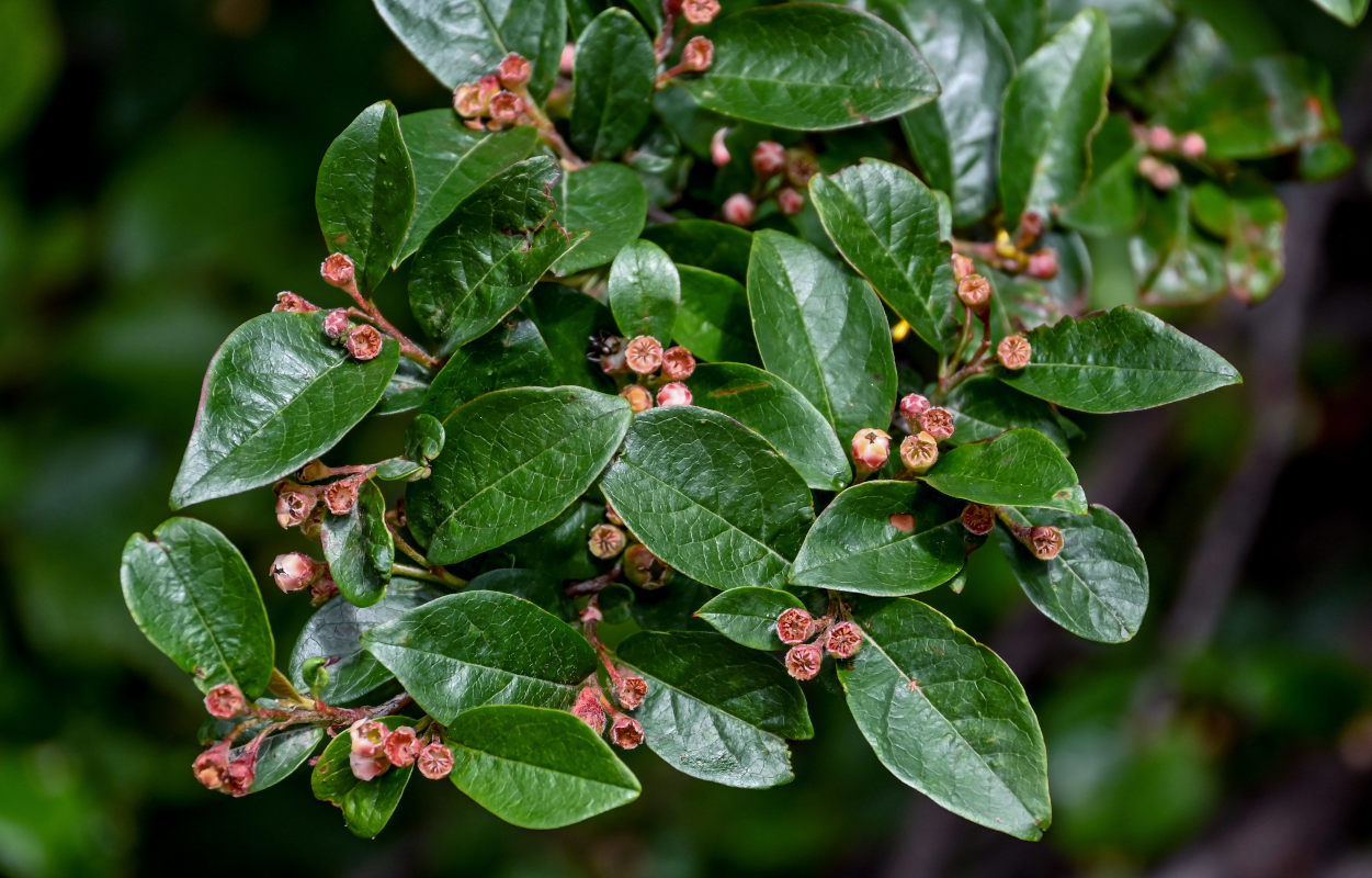 Изображение особи Cotoneaster lucidus.