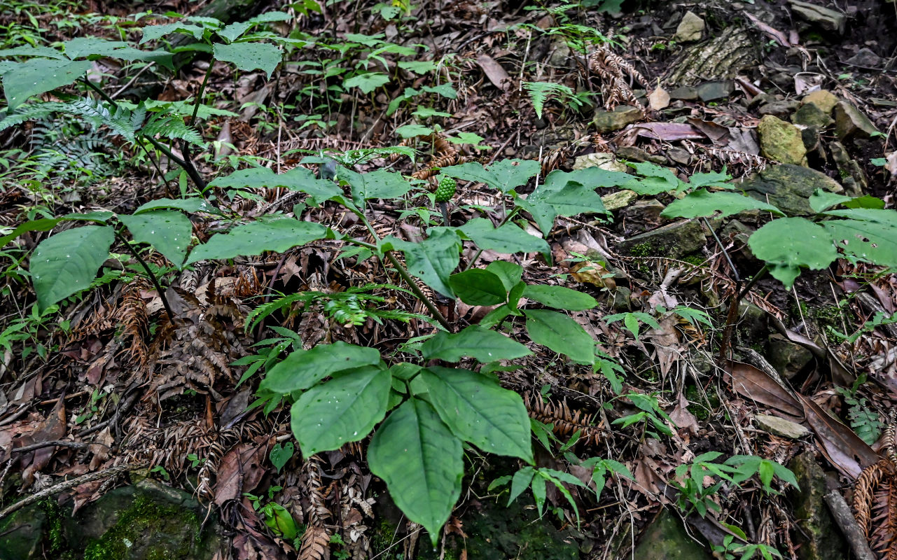 Изображение особи Arisaema bockii.