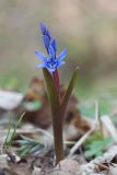 Scilla bifolia. Цветущее растение. Краснодарский край, Крымский р-н, окр. станицы Неберджаевская, ур. Темрючки, буково-грабово-дубовый лес. 02.03.2026.