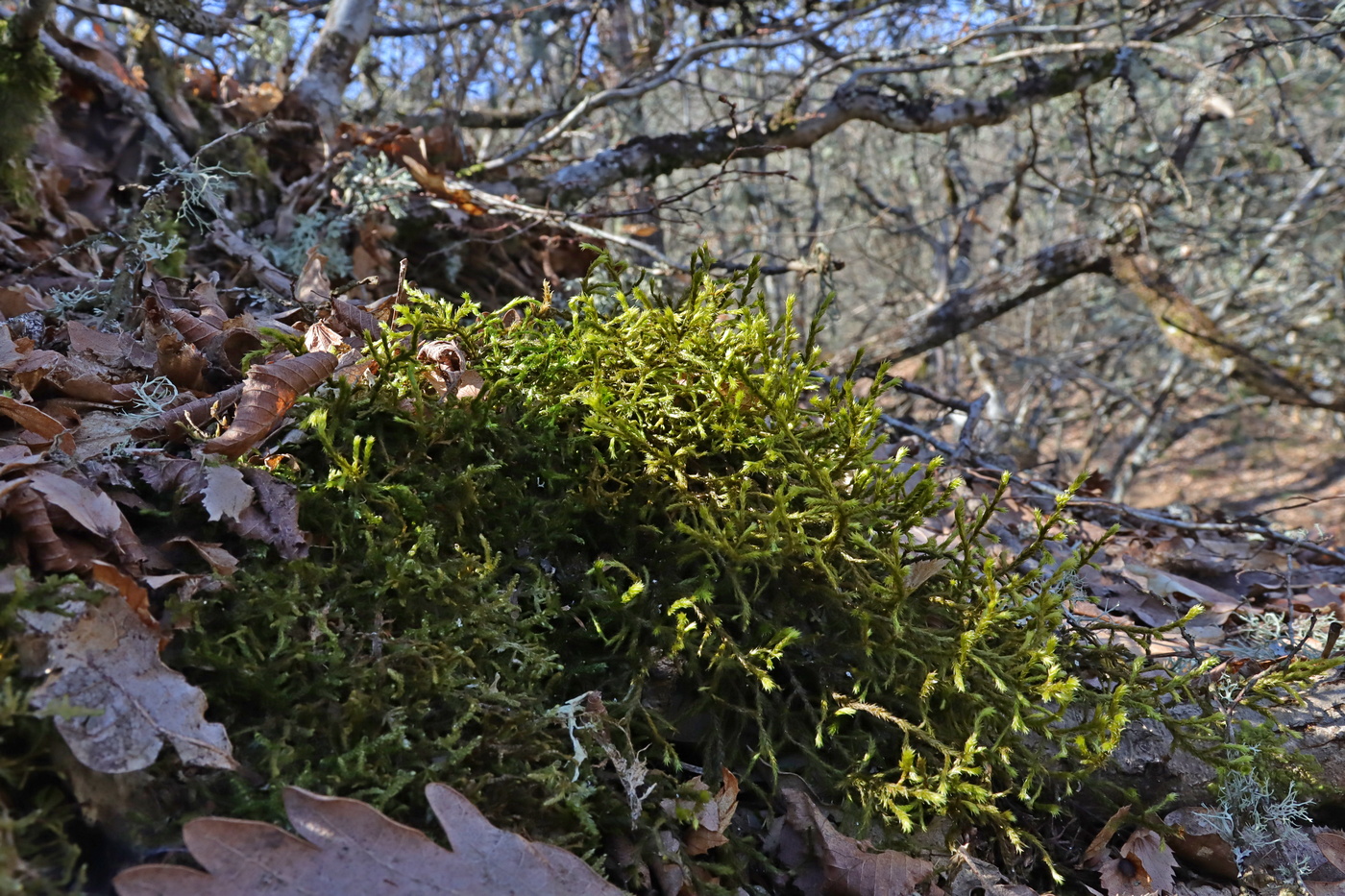 Изображение особи Antitrichia curtipendula.