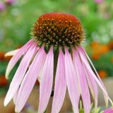 Echinacea purpurea. Соцветие. Североуральск, дачный участок. 08.08.2021.