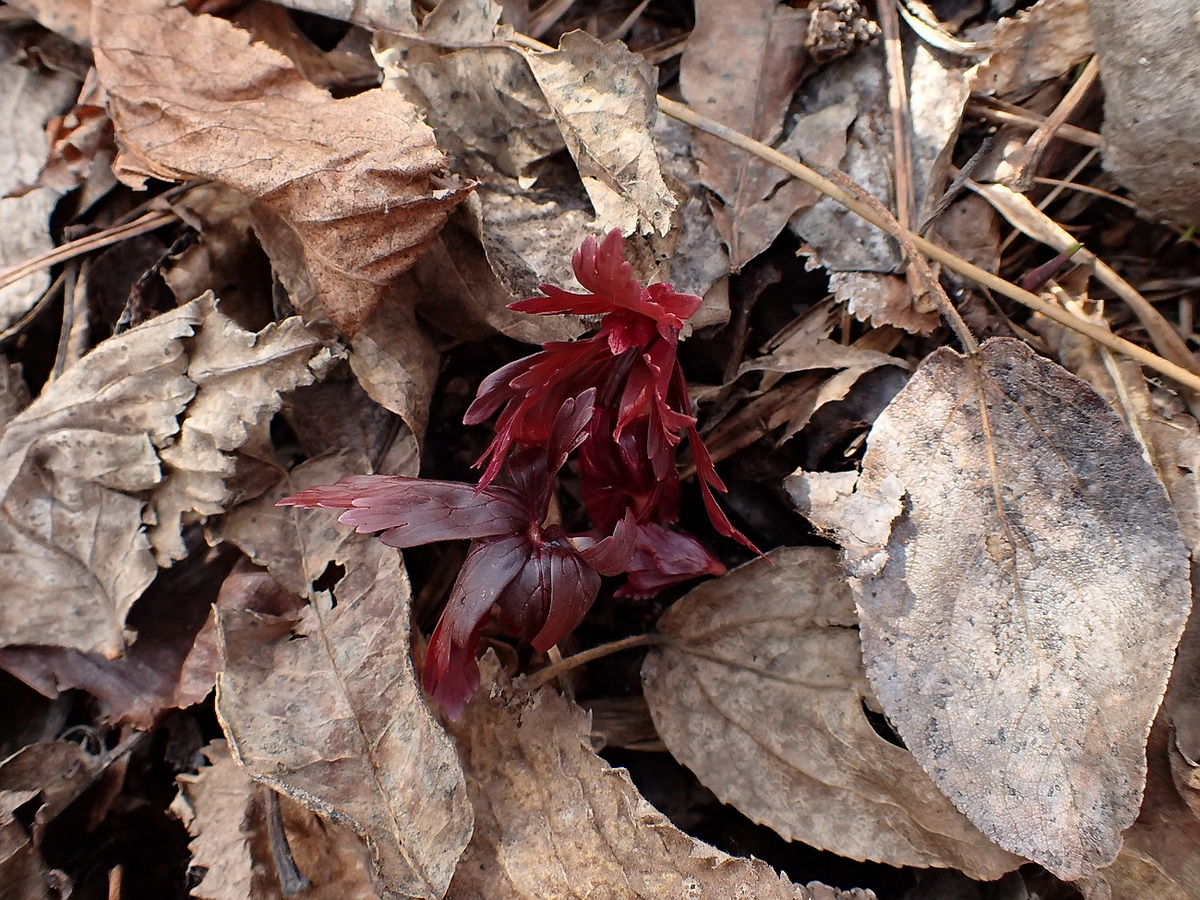 Image of Anemone amurensis specimen.