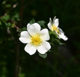 род Rosa