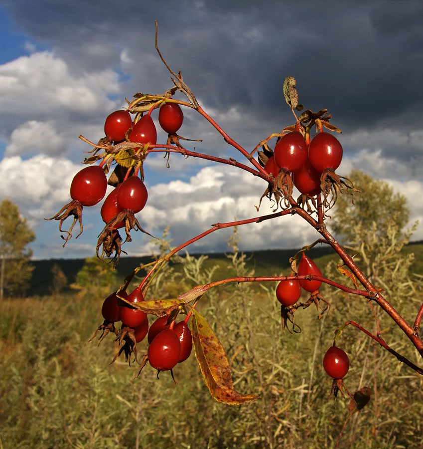 Image of Rosa davurica specimen.