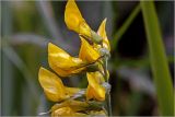 Lathyrus pratensis. Часть соцветия. Московская обл., Раменский р-н, окр. дер. Хрипань, садовый участок. 16.06.2026.