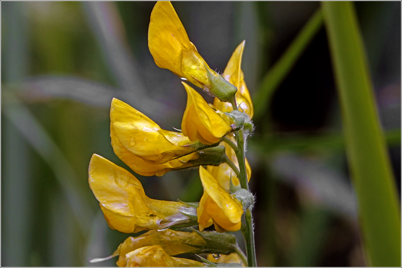 Image of Lathyrus pratensis specimen.