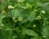 Pyrethrum parthenium. Верхушка расцветающего растения. Псковская обл., г. Великие Луки, палисадник. 12.06.2025.