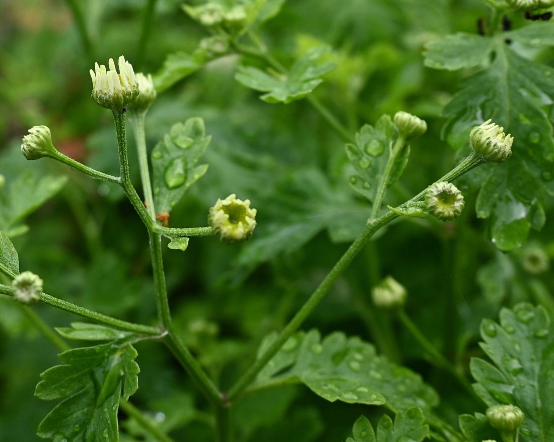 Image of Pyrethrum parthenium specimen.