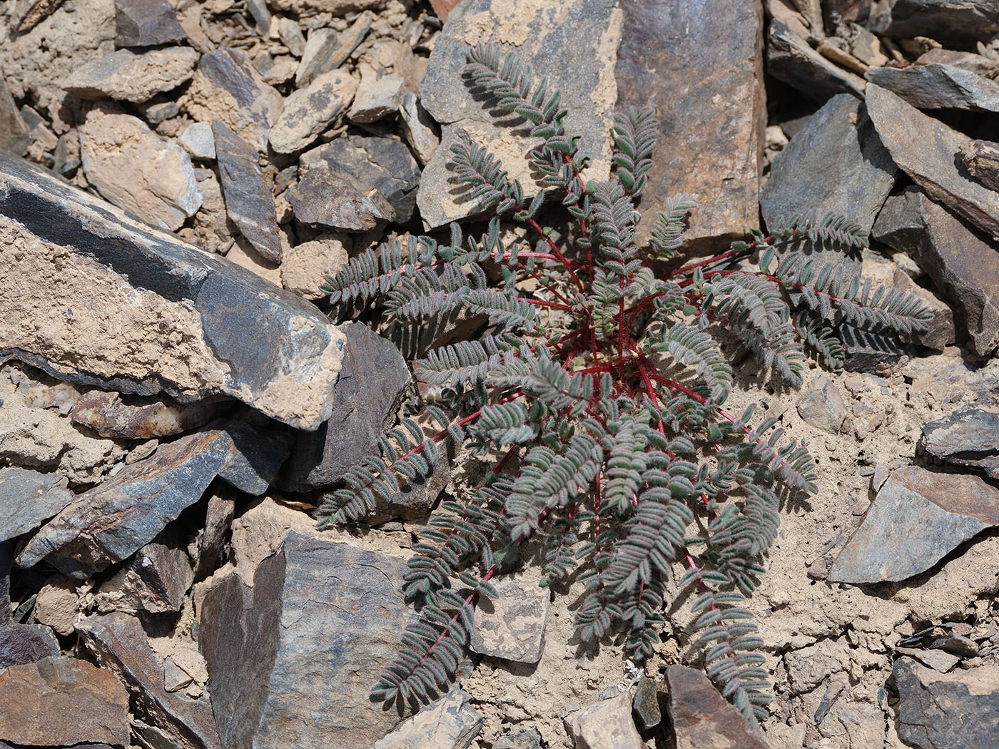 Изображение особи род Astragalus.