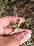 Astragalus storozhevae. Соцветие. Казахстан, Актюбинская обл., г. Актобе, окр. жилого массива \"Беккул баба\", северный холм Омырау, склон сев. экспозиции, полынково-типчаково-ковылковая степь на каменистых почвах. 05.06.2026.