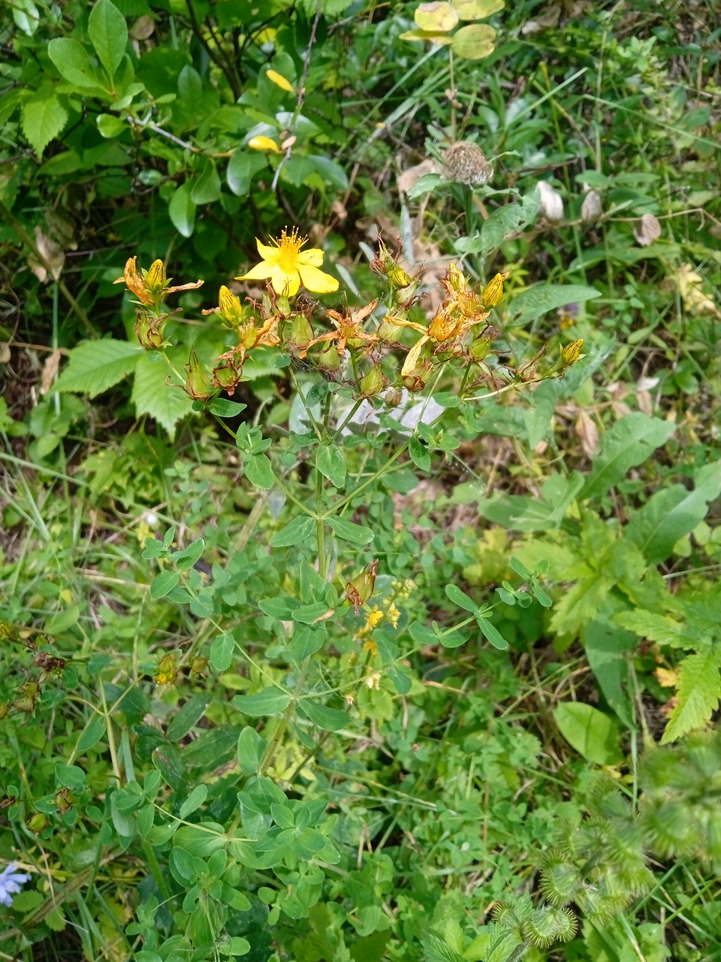 Image of Hypericum perforatum specimen.