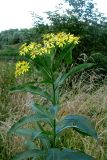 Senecio sarracenicus