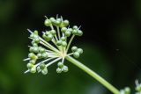 Allium ursinum. Соплодие. Краснодарский край, Апшеронский р-н, окр. хут. Травалёв, широколиственный лес. 12.06.2026.