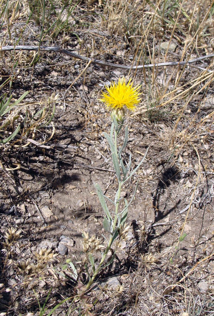 Image of Centaurea takhtajanii specimen.